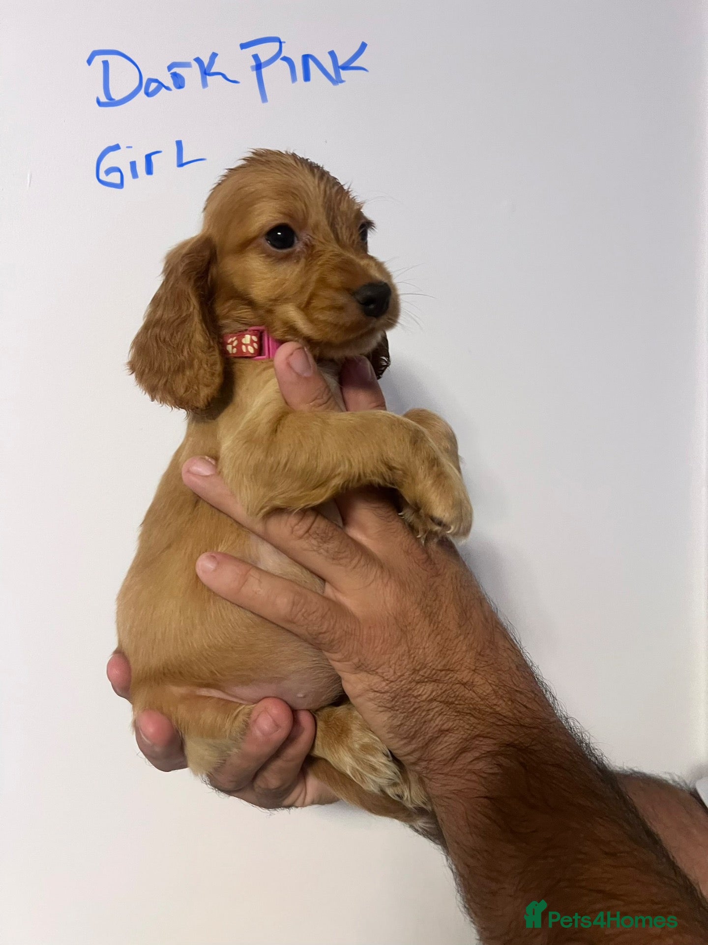 Cocker Spaniel dogs 🐶Stunning Show type cocker spaniels - Advert 2
