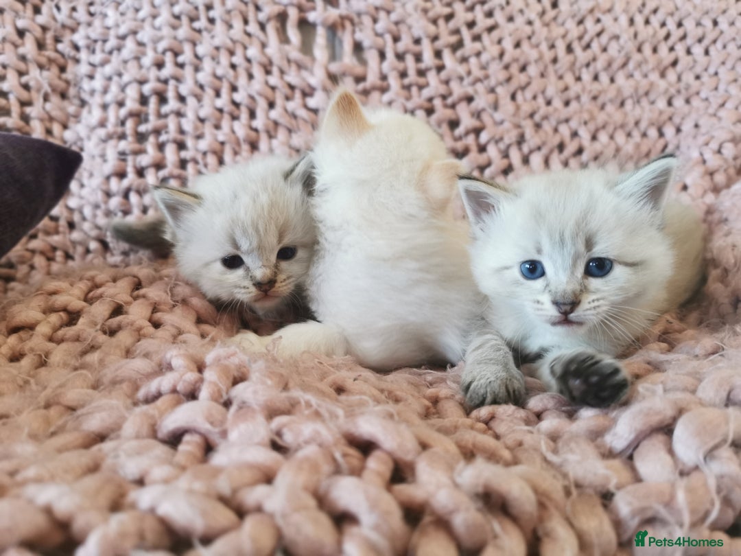 Ragdoll cats for sale: Full ragdoll kittens flame and seal  - Image 3