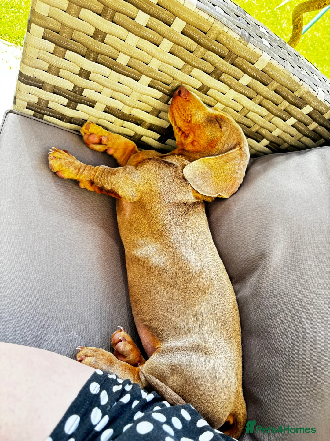 Miniature Dachshund dogs for stud: KC registered Isabelle & Tan  in Pontefract - Advert 7