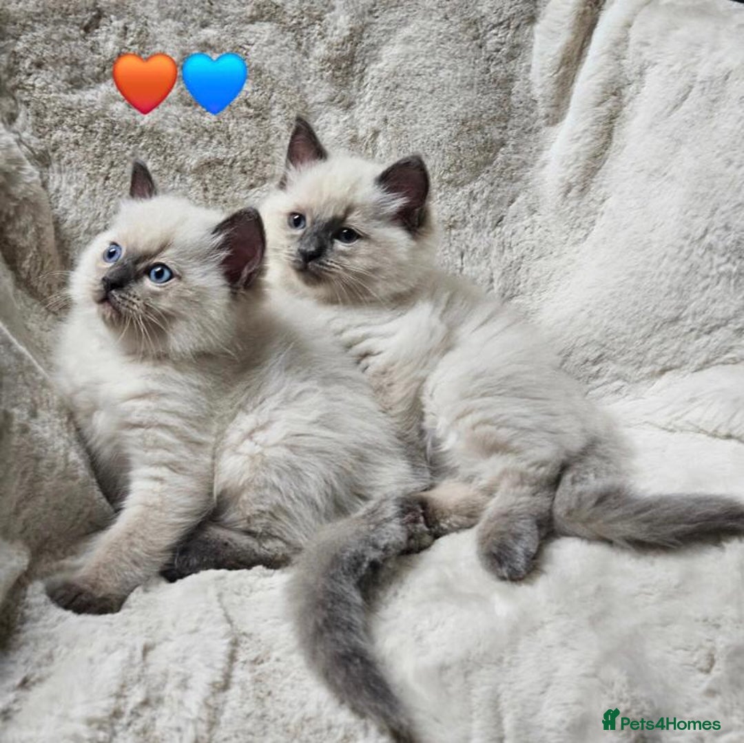 Ragdoll cats for sale: Beautiful Ragdoll Kittens  - Advert 8