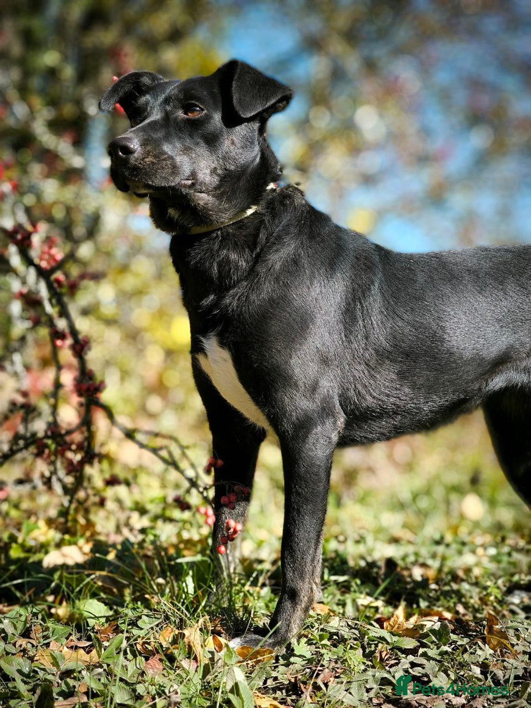 Mixed Breed dogs for adoption: 💖🐶 BLACKY 🐶💖 - Advert 13