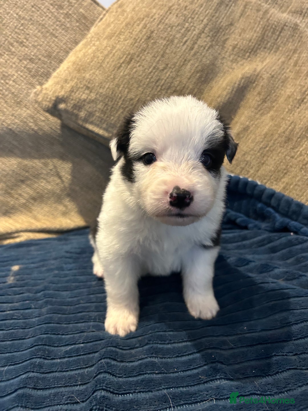 Border Collie dogs for sale: Border collie puppies for sale!!!❤️ - Image 2