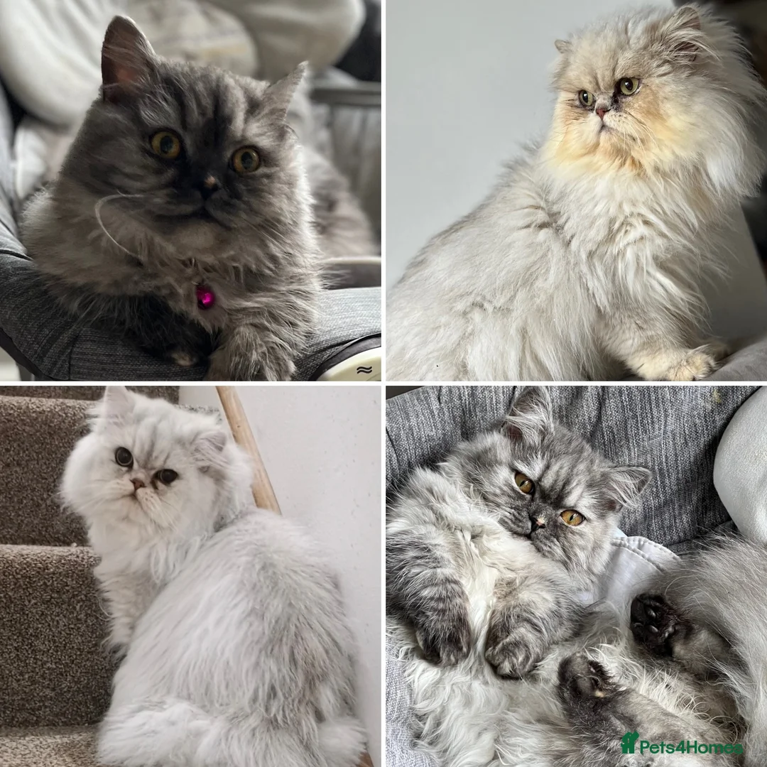 Munchkin cats for sale: Exceptional Quality & Rare Persian Napoleon Minuet - Advert 19