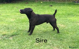 Patterdale Terrier dogs for sale: Patterdale terriers  - Image 9