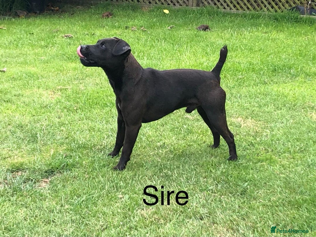 Patterdale Terrier dogs for sale: Patterdale terriers  - Image 9