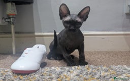 British Shorthair cats for sale: Sphynx boy and British shorthair girl  - Image 3