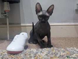 British Shorthair cats - Advert 13