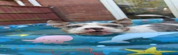 American Bully dogs for sale: American pocket Bully in Mansfield - Advert 6