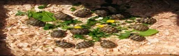 Hermann Tortoise reptiles for sale: Baby Hermann & Spur-thigh Tortoises for sale - Advert 5