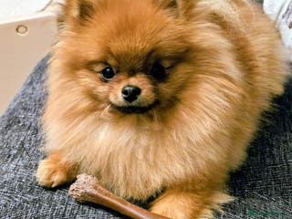 Pomeranian dogs Beautiful Pomeranian female - Advert 1