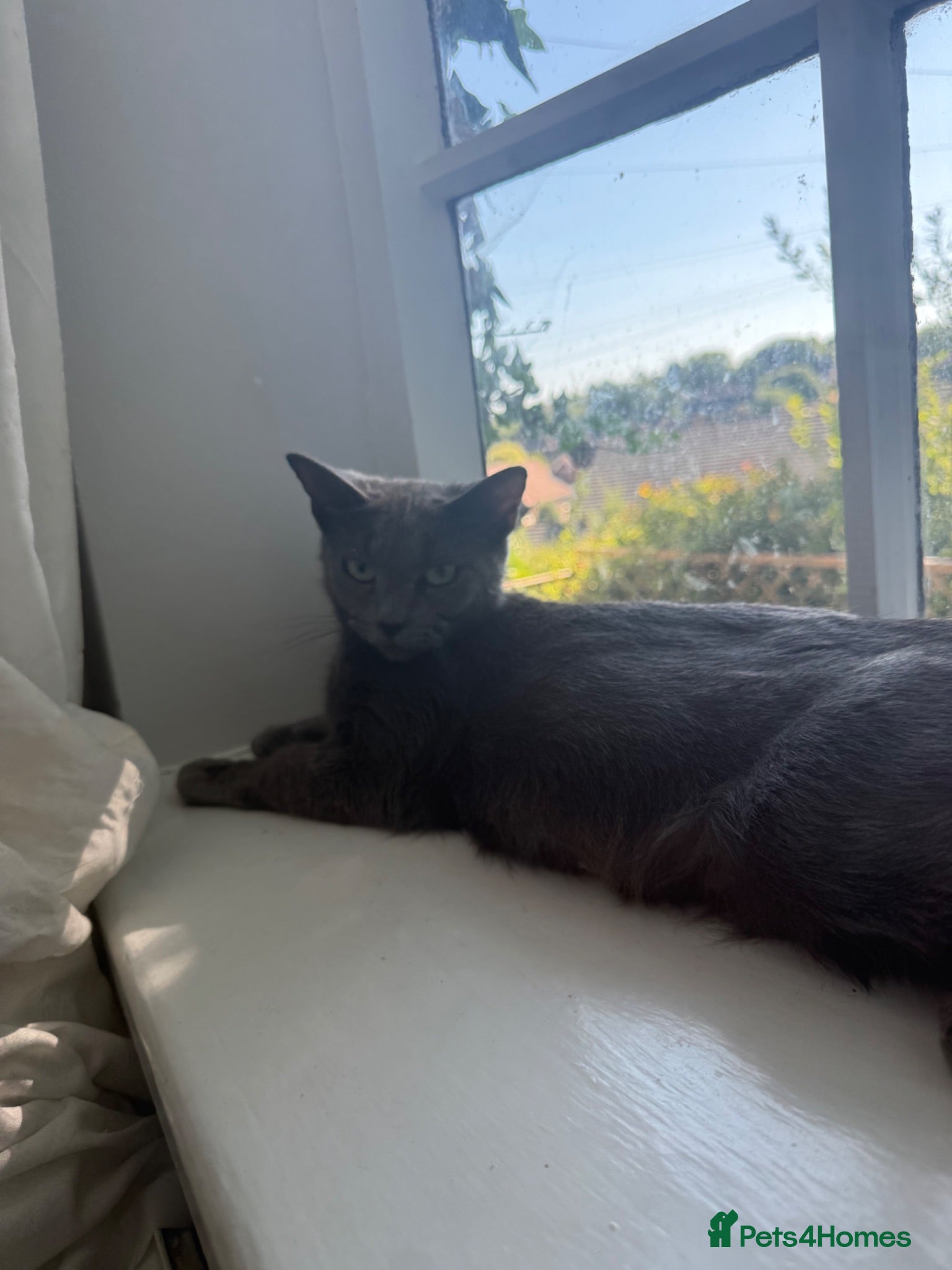 Mixed Breed cats russian blue mix breed - Advert 1