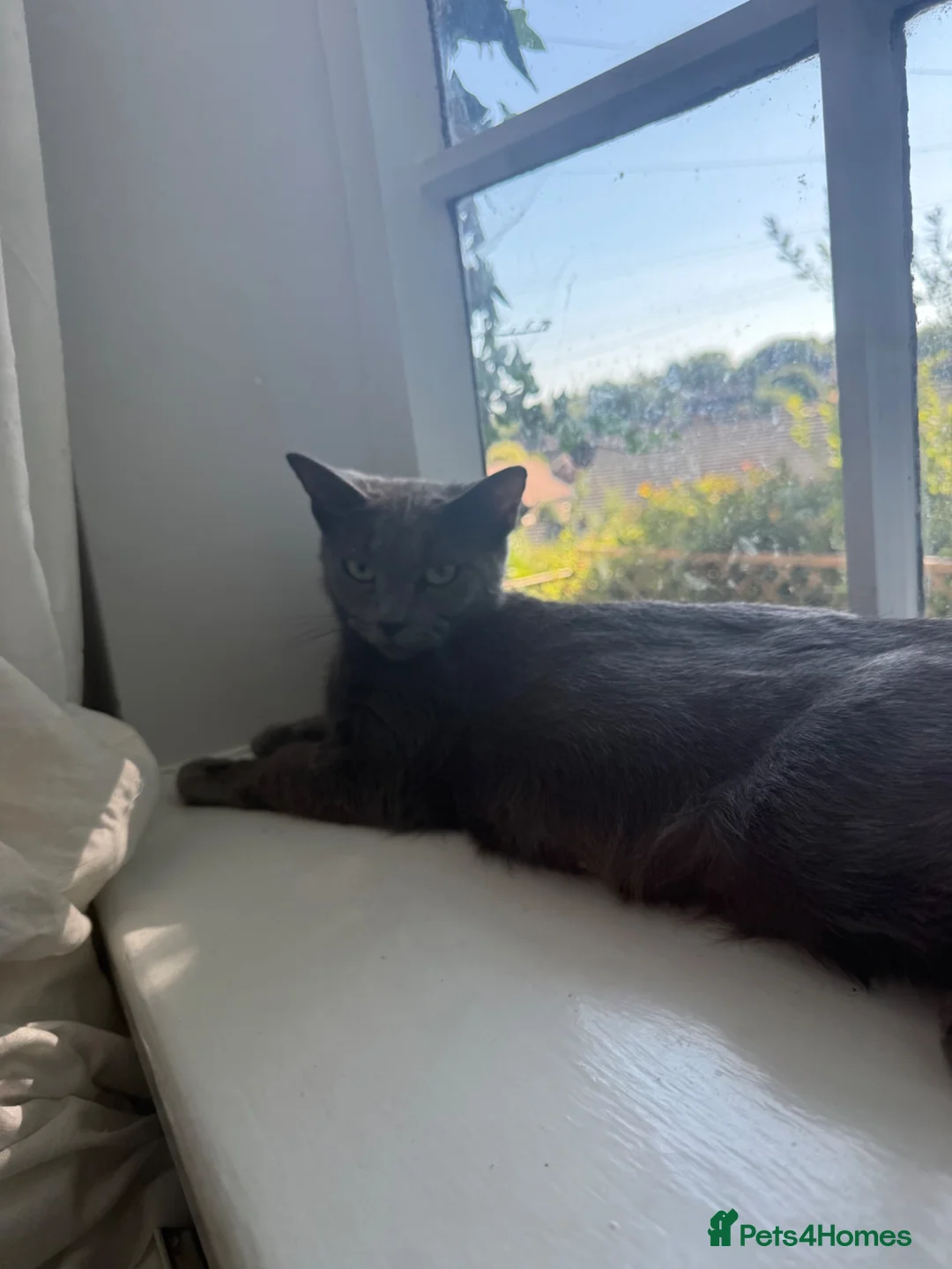 Mixed Breed cats for sale: russian blue mix breed - Advert 1