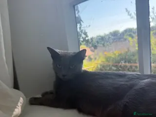 Mixed Breed cats russian blue mix breed - Advert 1