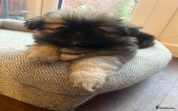 Mixed Breed dogs for sale: Pekingese / Pomeranian puppies for sale - REDUCED  in Leicester - Image 22