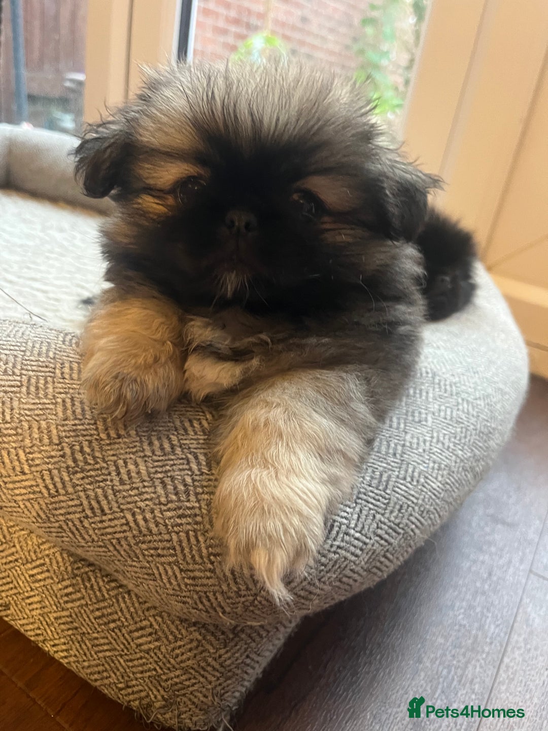 Mixed Breed dogs for sale: Pekingese / Pomeranian puppies for sale - REDUCED  in Leicester - Image 22