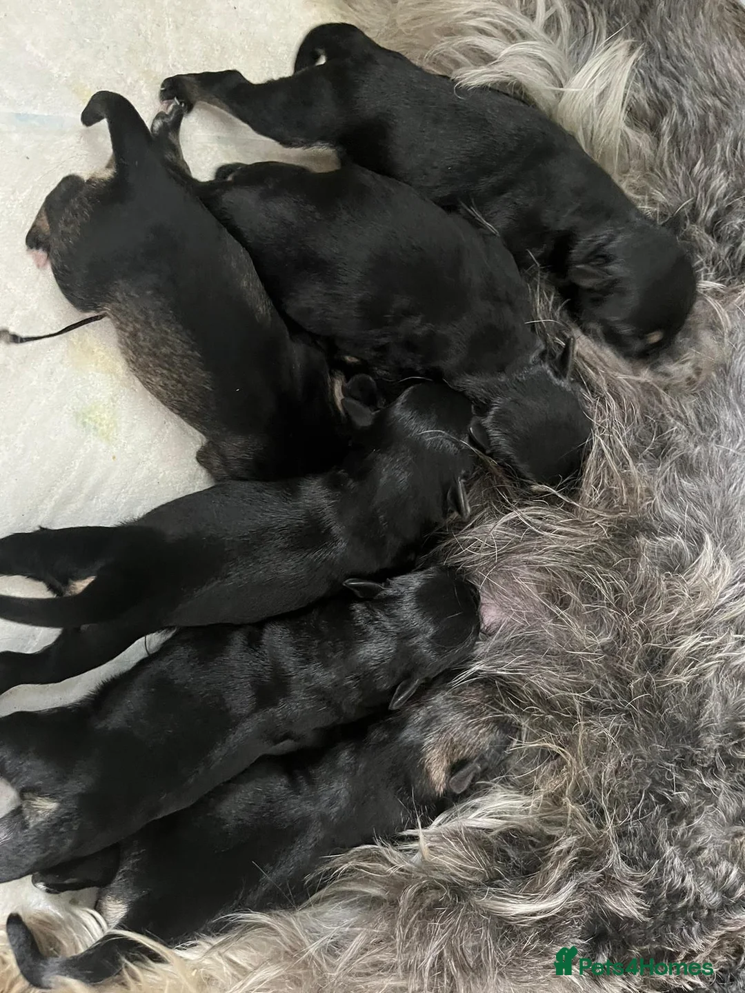 Miniature Schnauzer dogs for stud: Handsome black and silver Miniature Schnauzer  in Cambridge - Advert 16