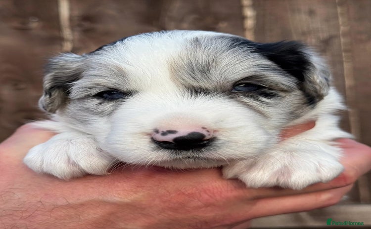 Border Collie dogs - Advert 3