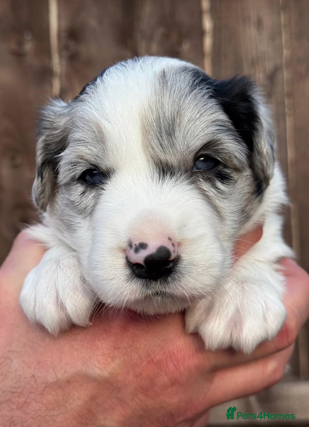 Border Collie dogs for sale: Champion line puppies  - Image 5
