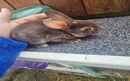 Rex rabbits for sale: Standard Rex rabbits  - Image 3