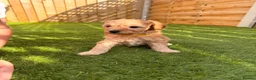 Cavapoo dogs for sale: A beautiful litter of F2 Cavapoos - Advert 1