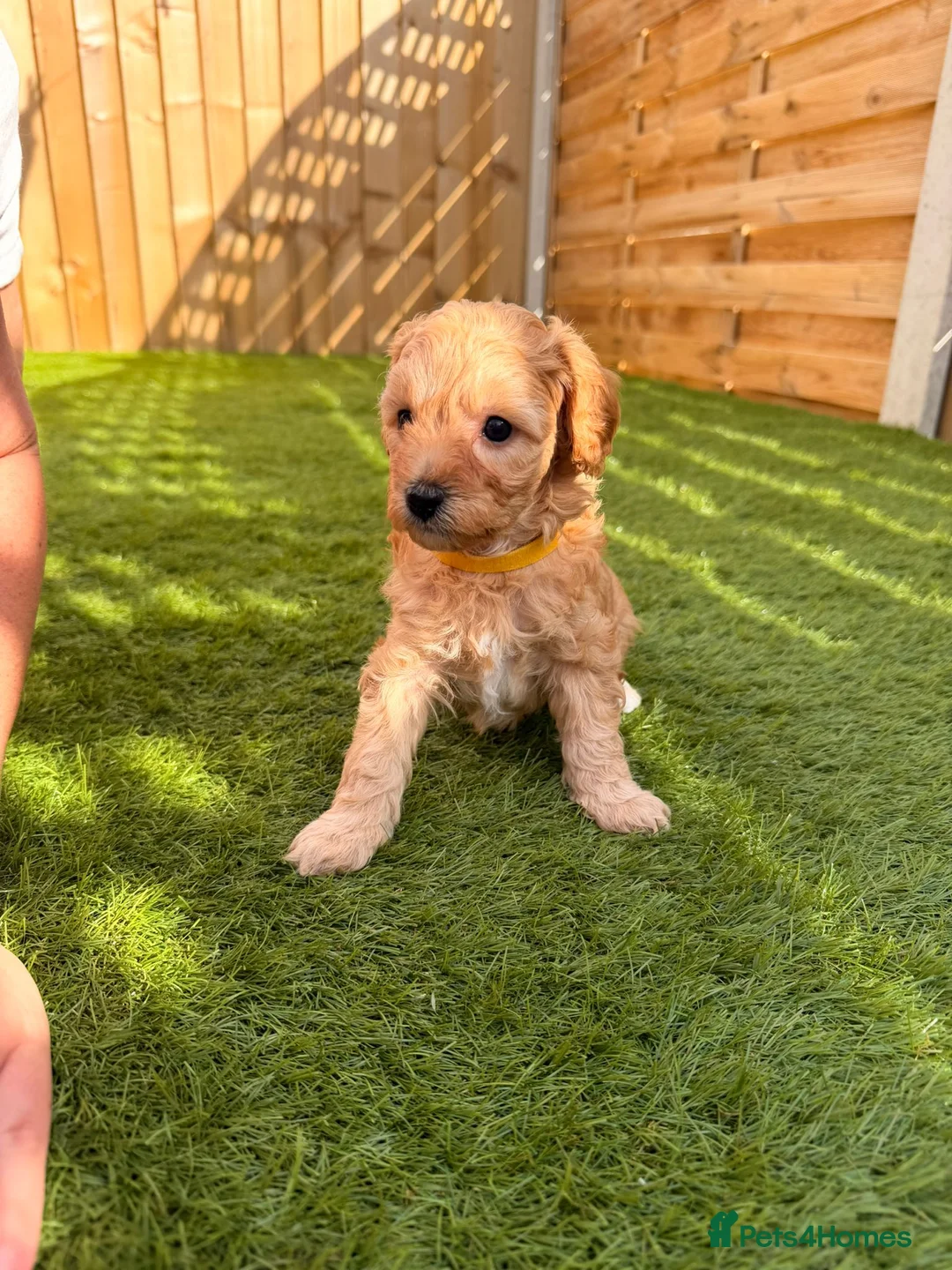 Cavapoo dogs for sale: A beautiful litter of F2 Cavapoos - Advert 1