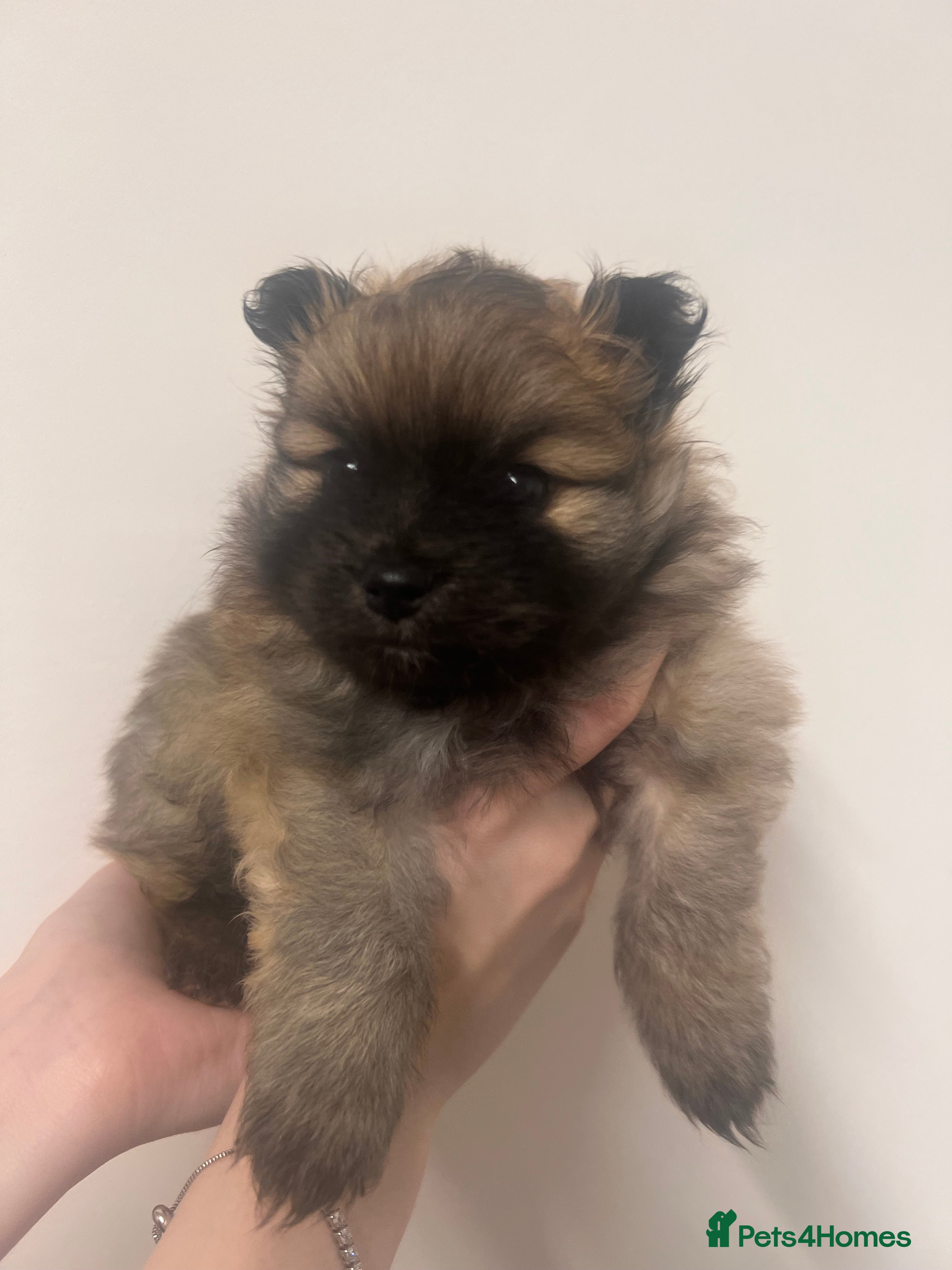 Pomeranian dogs READY 23RD December Pomeranian Puppy’s  - Advert 1