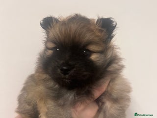 Pomeranian dogs READY 23RD December Pomeranian Puppy’s - Advert 3
