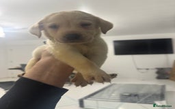 Labrador Retriever dogs for sale: Full breed Labrador retriever puppy’s  - Image 27