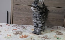 Maine Coon cats for sale: Maine Coon - Image 11