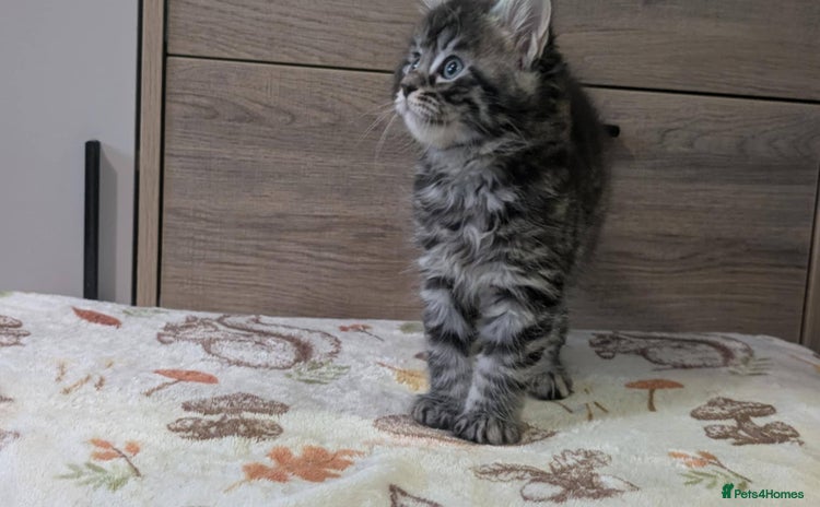 Maine Coon cats - Advert 11