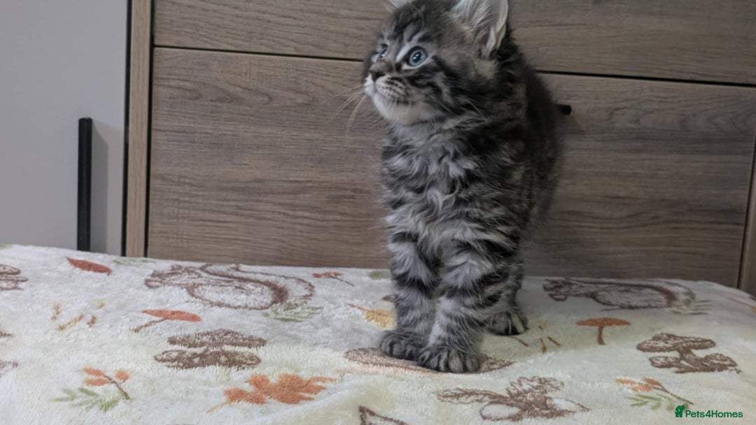 Maine Coon cats for sale: Maine Coon - Image 11