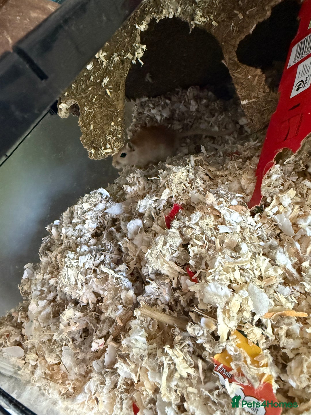 Gerbil rodents for sale: 4 males gerbils and set up  - Image 2