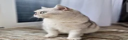 Scottish Fold cats for sale: Stuning Schottish straight Adult Cat🐈  - Advert 9