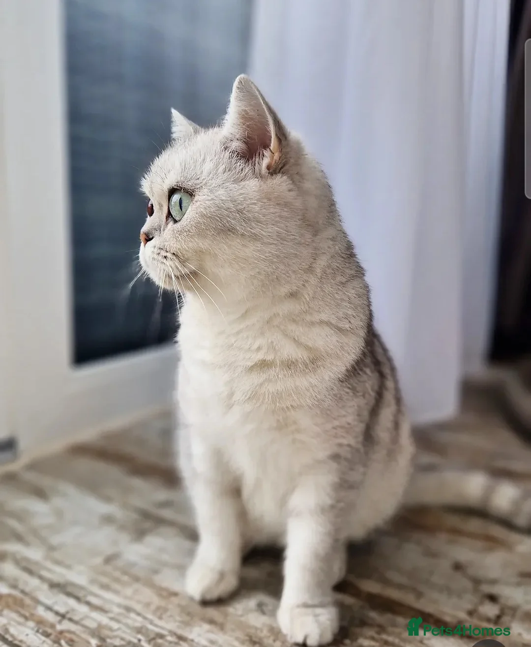 Scottish Fold cats for sale: Stuning Schottish straight Adult Cat🐈  - Advert 9