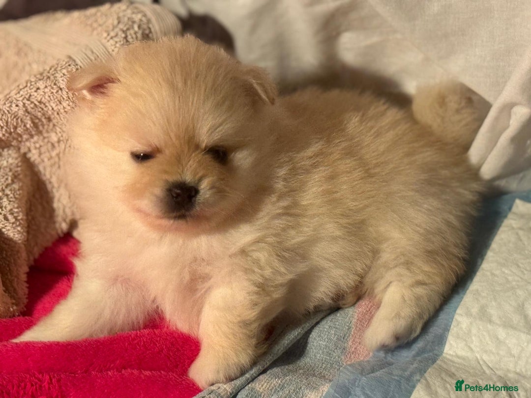 Pomapoo dogs for sale: Fluffy 4 Pomapoo Puppies Ready for Their Homes - Advert 15