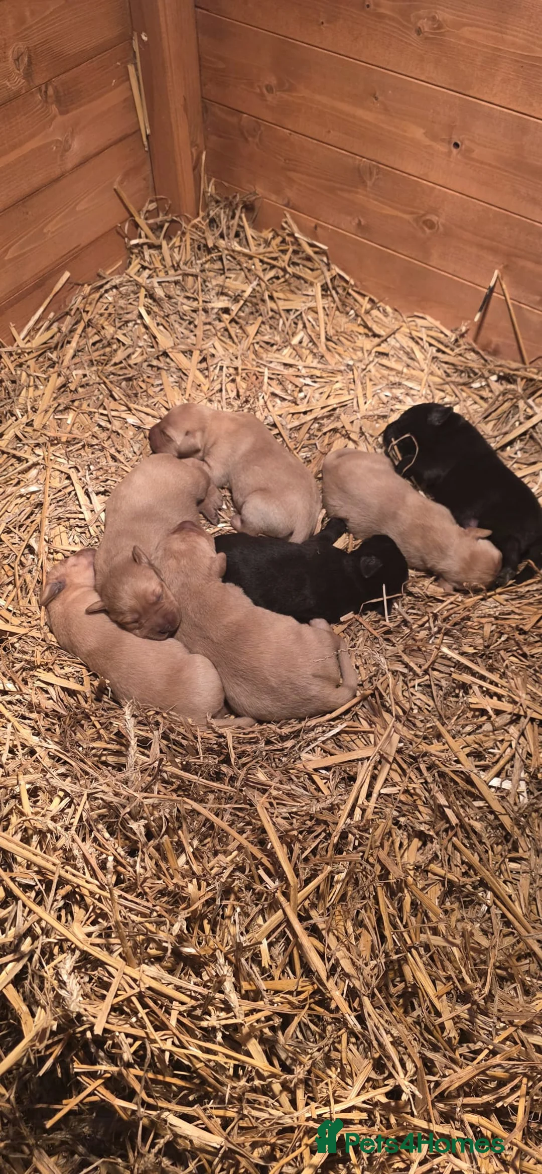 Labrador Retriever dogs for sale: Beautiful Labrador Retriever Puppies for Sale - Advert 3