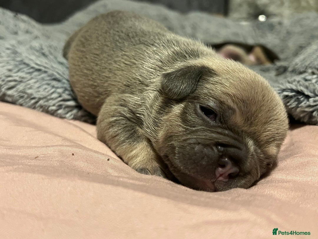 French Bulldog dogs for sale: french bulldog puppies in Manchester - Image 23