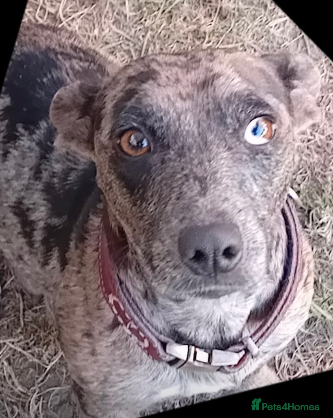 Jack Russell dogs for sale: Jack Russel puppy’s Ready to leave  - Advert 10