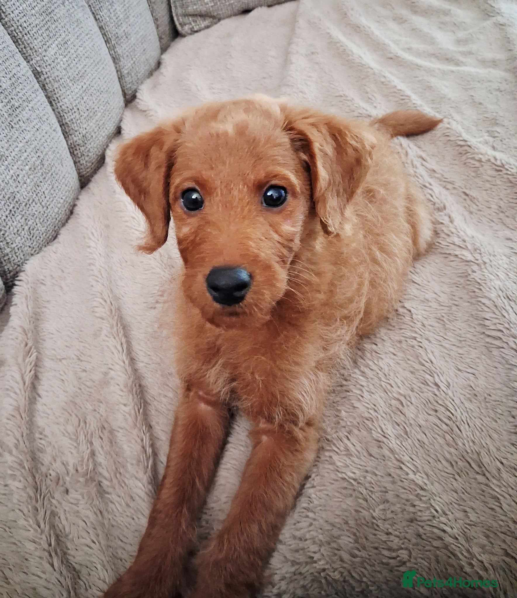 Labradoodle dogs READY to leave F1B mini labradoodle - Advert 1