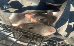 Rat rodents for sale: Brother rats - cuddly and cute - kid handled - Advert 7