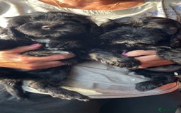 Cockapoo dogs for sale: Cockapoo Pups - Image 8