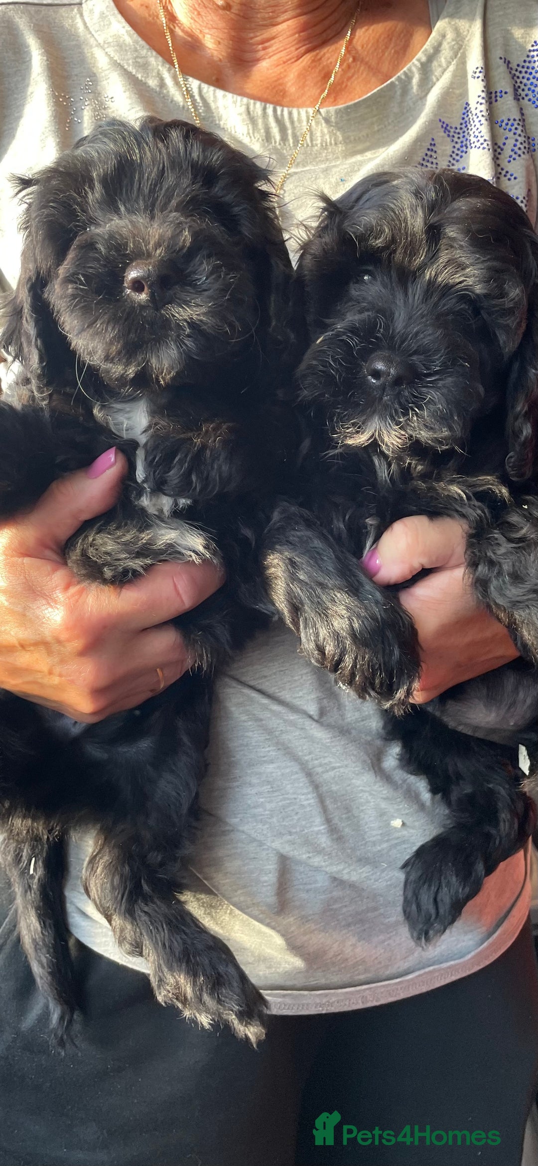 Cockapoo dogs for sale: Cockapoo Pups - Image 8