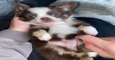 Chihuahua dogs - Advert 3