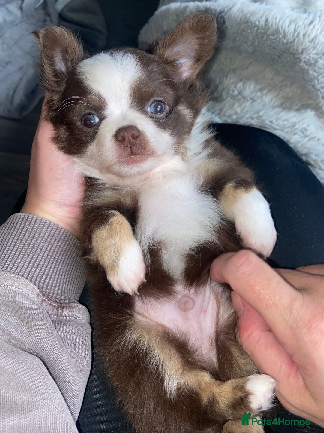 Chihuahua dogs for sale: ❌❌❌ Stunning Long Coat Chihuahua ❌❌❌ - Image 3
