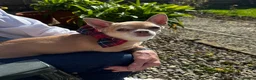 Chihuahua dogs for stud: KC Reg Fawn Cream Smooth Coat Chihuahua — For Stud in Brighton - Advert 1