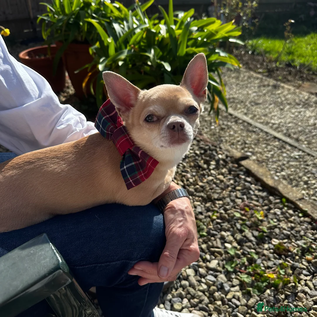 Chihuahua dogs for stud: KC Reg Fawn Cream Smooth Coat Chihuahua — For Stud in Brighton - Advert 1