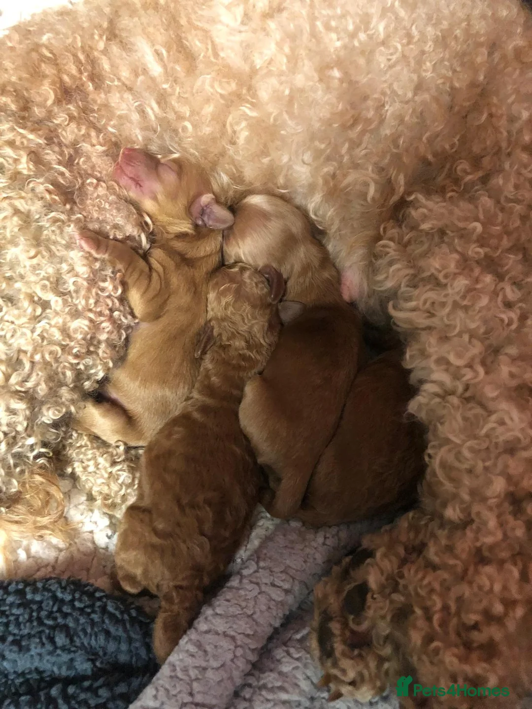 Cockapoo dogs for sale: Stunning F2 Cockapoo puppies - Advert 2