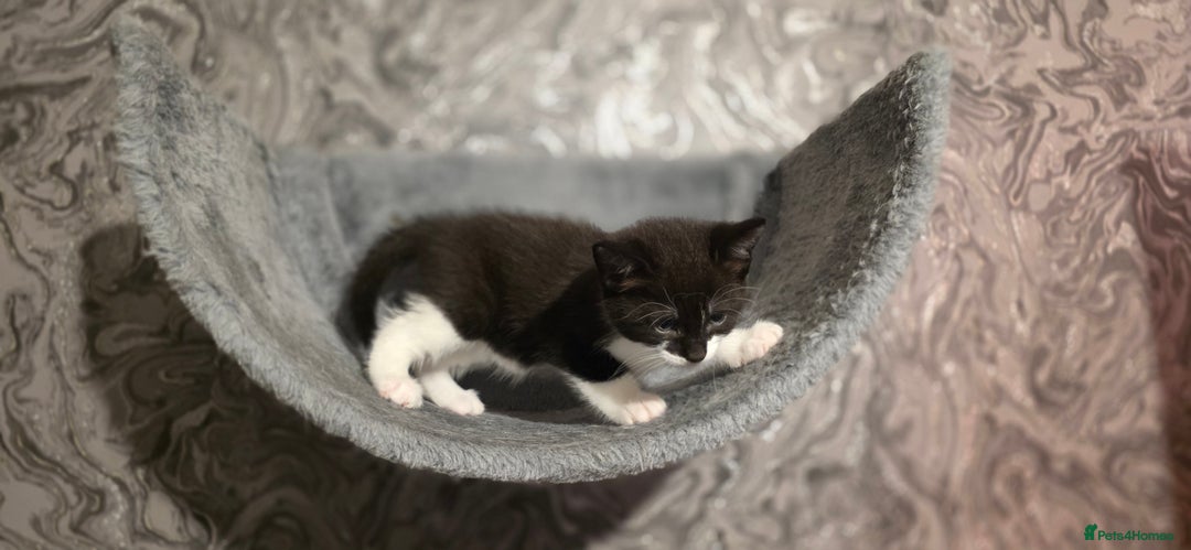 Domestic Shorthair cats for sale: 2 Beautiful Kittens - Uno & Bandana (8 Weeks  Old) - Image 4