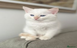 Ragdoll cats for sale: Stunning TICA reg Flame/Cream Boy - Image 6