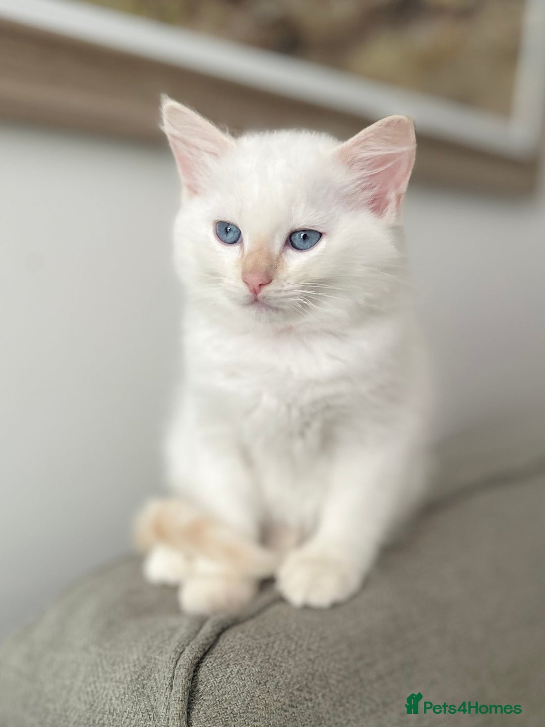 Ragdoll cats for sale: Stunning TICA reg Flame/Cream Boy - Image 6